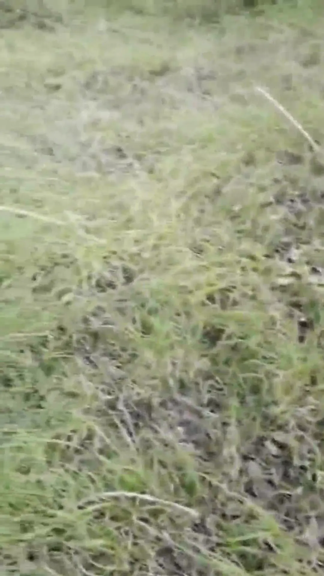 Moment at 00:36 in Wife dogging in woods anal fucked by stranger