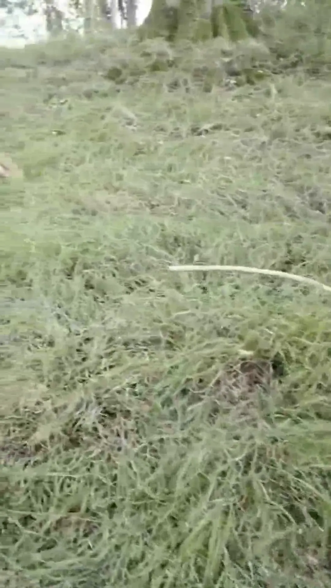 Moment at 00:37 in Wife dogging in woods anal fucked by stranger